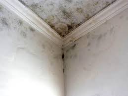  Wanaque, NJ Mold Removal Services Pros