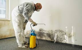 Best Mold Damage Restoration  in Wanaque, NJ